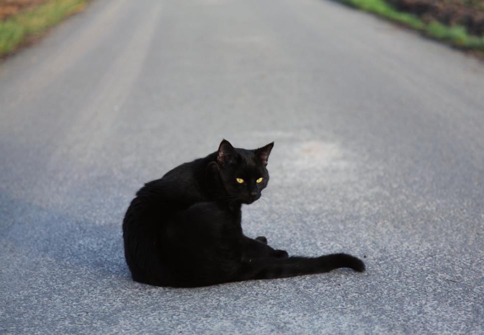 Wenn am Freitag, den 13. auch noch die schwarze Katze auftaucht, dann man „Gute Nacht“! FOTO: LE 3EME OEIL - FOTOLIA.COM