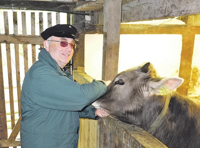Jungbulle Goofy, von Holger Braun gestreichelt, geht’s gut Jungbulle Goofy, von Holger Braun gestreichelt, geht’s gut