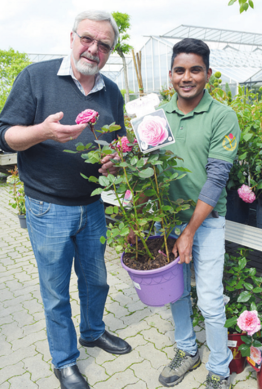 Werner Pein (l.) und sein Mitarbeiter Subash Krause vom Blumenhof Pein in Halstenbek halten eine große Auswahl an Rosen für ihre Kunden parat, wie hier eine Parfuma des Züchters Kordes Werner Pein (l.) und sein Mitarbeiter Subash Krause vom Blumenhof Pein in Halstenbek halten eine große Auswahl an Rosen für ihre Kunden parat, wie hier eine Parfuma des Züchters Kordes
