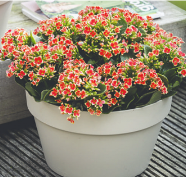 Setzt man mehrere der Kalanchoë in einen großen Topf, erkennt man nicht, wo die Eine aufhört und die Nächste anfängt Foto: GPP Setzt man mehrere der Kalanchoë in einen großen Topf, erkennt man nicht, wo die Eine aufhört und die Nächste anfängt Foto: GPP