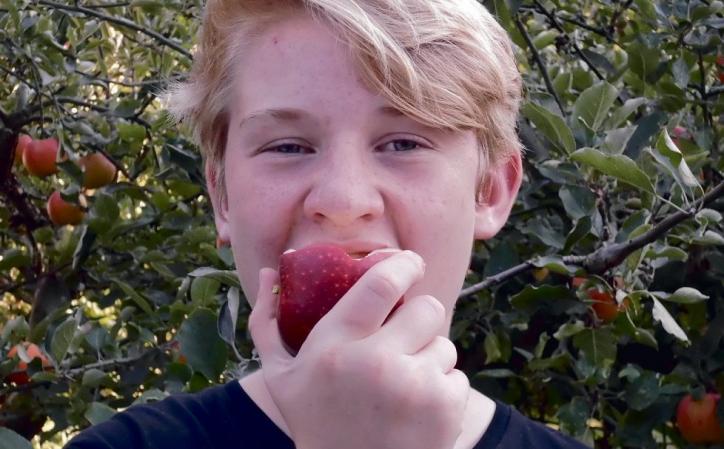 Das ist lecker und gesund: Die alte Apfelsorte „Ingrid Marie“ enthält viele Polyphenole, ebenso wie der Holsteiner Cox im Hintergrund Foto: Bennett Skibbe Das ist lecker und gesund: Die alte Apfelsorte „Ingrid Marie“ enthält viele Polyphenole, ebenso wie der Holsteiner Cox im Hintergrund Foto: Bennett Skibbe