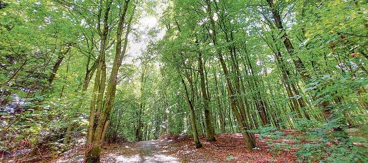 Durch das hügelige Gelände des Waldparks Marienhöhe führt ein großer Rundweg zwischen hohen Mischwäldern hindurch – mittendrin das Sommerfreibad und ein weißes Herrenhaus, das einst den Mittelpunkt eines Gutshofs bildete Fotos: Rahn Durch das hügelige Gelände des Waldparks Marienhöhe führt ein großer Rundweg zwischen hohen Mischwäldern hindurch – mittendrin das Sommerfreibad und ein weißes Herrenhaus, das einst den Mittelpunkt eines Gutshofs bildete Fotos: Rahn