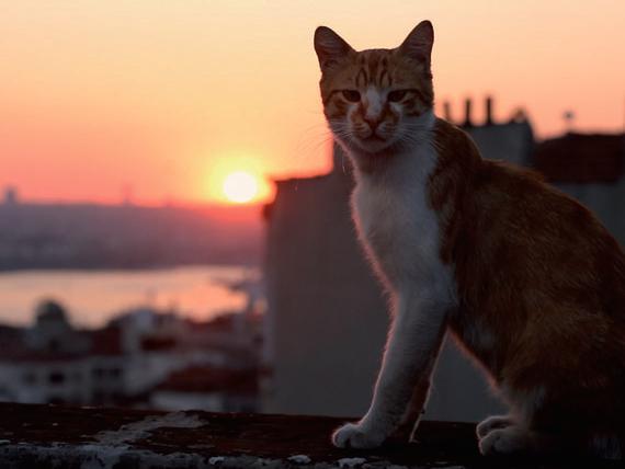 Istanbul aus Sicht der Katzen FOTO: WELTKINO FILMVERLEIH
