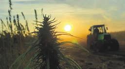 Budwerk Partnershop Hamburg: Deutsche Bio-CBD-Produkte  Image 3 Budwerk Partnershop Hamburg: Deutsche Bio-CBD-Produkte  Image 3