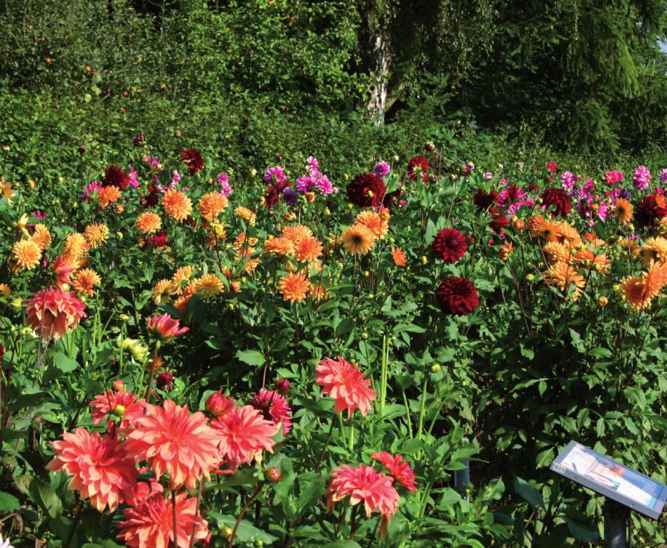 Wenn nicht jetzt – wann dann: Neulich im Dahliengarten