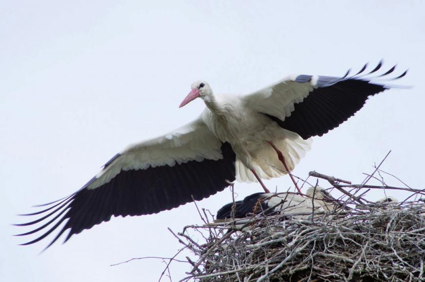 Weißstorch „Rolf“ in seinem Nest FOTO: NABU/THOMAS DROESE