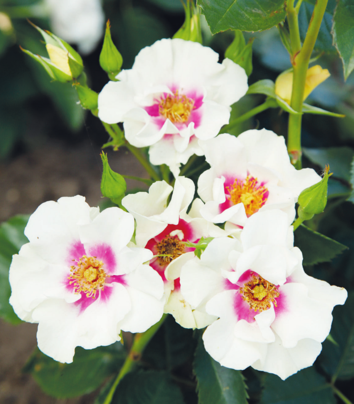 Die „SEE YOU®-Kollektion“ ist ein neues Sortiment mit ungewöhnlichen Rosen des Züchters Rosen Kordes aus Klein Offenseth-Sparrieshoop Fotos: Klein (2), Kordes (1), Tantau (1) Die „SEE YOU®-Kollektion“ ist ein neues Sortiment mit ungewöhnlichen Rosen des Züchters Rosen Kordes aus Klein Offenseth-Sparrieshoop Fotos: Klein (2), Kordes (1), Tantau (1)