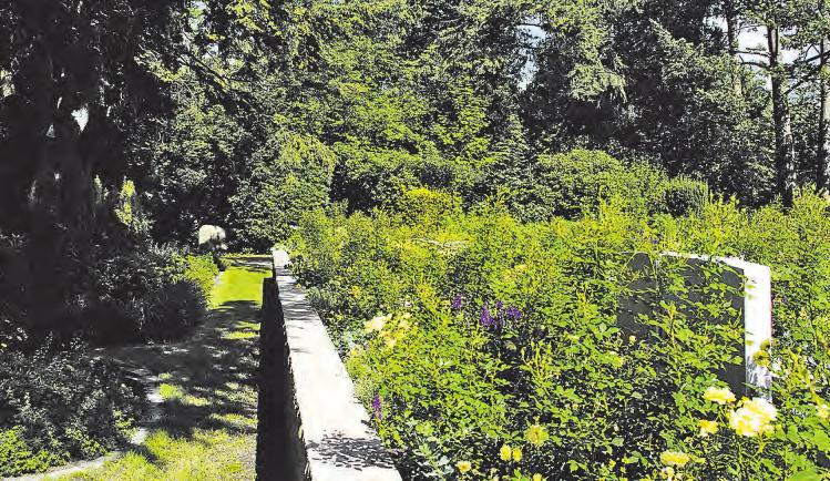 Pflegefreie Grabstätten im neu angelegten Rosengarten in Reinbek Foto: A. Habel Pflegefreie Grabstätten im neu angelegten Rosengarten in Reinbek Foto: A. Habel