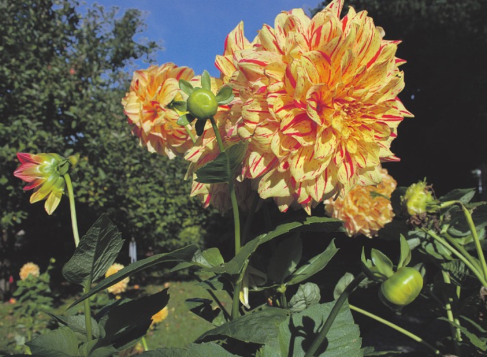 Dahlien blühen derzeit noch wunderschön – aber Vorsicht, sie sind nicht frostfest! Foto: Tina Jordan Dahlien blühen derzeit noch wunderschön – aber Vorsicht, sie sind nicht frostfest! Foto: Tina Jordan