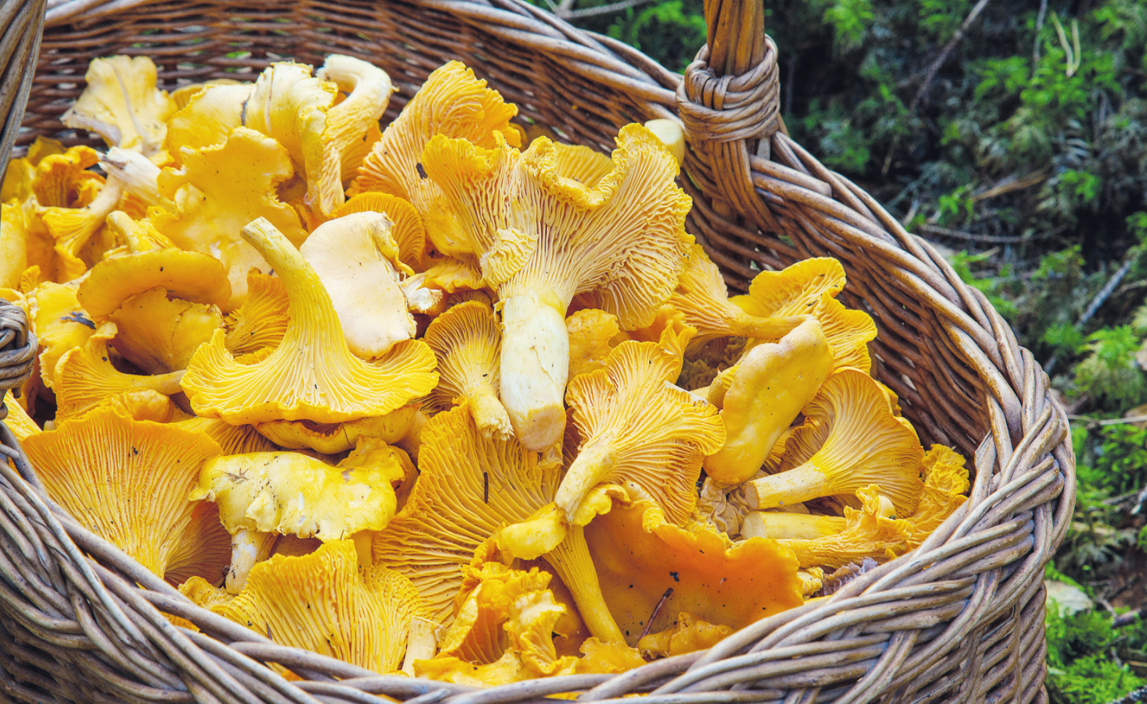 Pfifferlinge schmecken in vielen Kombinationen sehr lecker. Ihre dottergelbe Farbe hat ihnen in Süddeutschland auch den Namen Eischwammerl eingebracht Foto: pixabay Pfifferlinge schmecken in vielen Kombinationen sehr lecker. Ihre dottergelbe Farbe hat ihnen in Süddeutschland auch den Namen Eischwammerl eingebracht Foto: pixabay