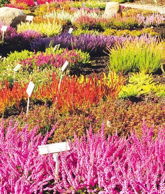 Im erneuerten Heidegarten in der Baumschule Hachmann stehen viele verschiedene Sorten in schönster Blüte Im erneuerten Heidegarten in der Baumschule Hachmann stehen viele verschiedene Sorten in schönster Blüte