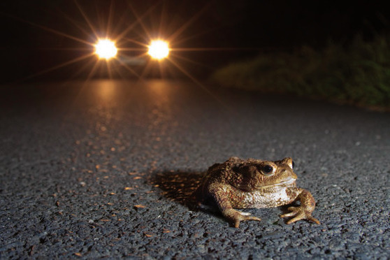 Ob wohl ein Prinz dahinter steckt? FOTO: NABU/JONATHAN FIEBER