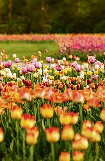 Blühende Pracht: Die Luhegärten in Winsen Foto: Stadt Winsen (Luhe) Blühende Pracht: Die Luhegärten in Winsen Foto: Stadt Winsen (Luhe)