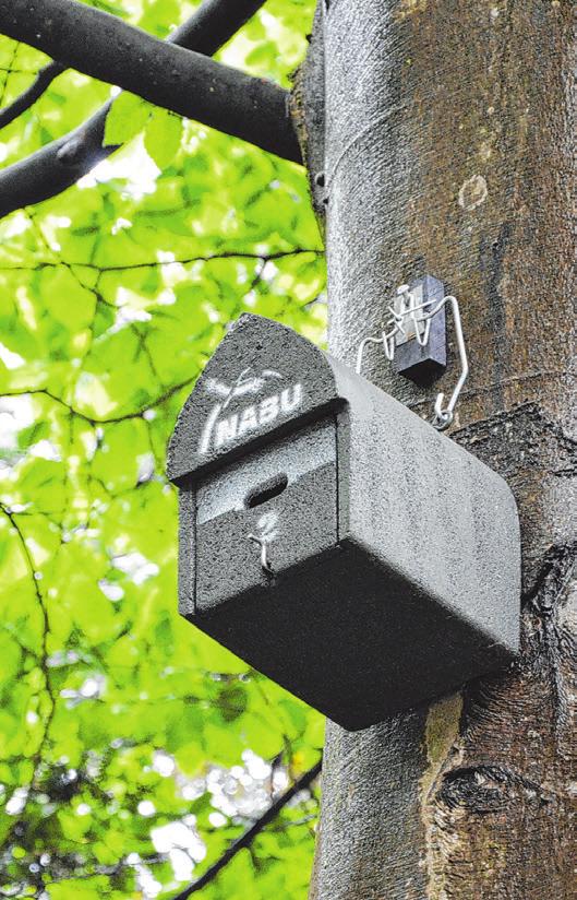 In den Kästen ziehen viele Fledermäuse zusammen ihre Jungen auf. Nachts fliegen sie in Wälder, Gärten und über Gewässer, wo sie Insekten und Spinnen jagen Foto: Dietmar Nill In den Kästen ziehen viele Fledermäuse zusammen ihre Jungen auf. Nachts fliegen sie in Wälder, Gärten und über Gewässer, wo sie Insekten und Spinnen jagen Foto: Dietmar Nill