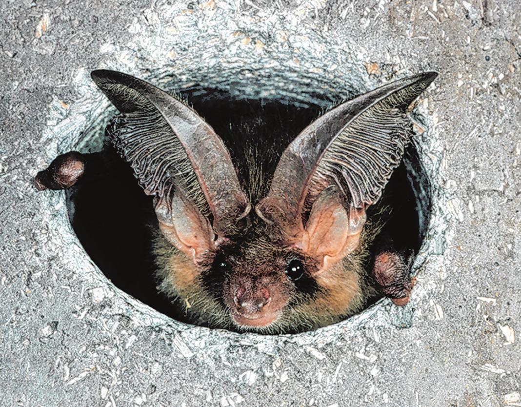 Fledermäuse auf Wohnungssuche Image 1 Fledermäuse auf Wohnungssuche Image 1