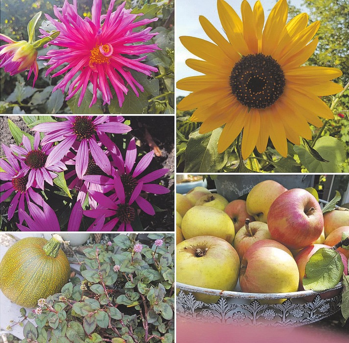 Leuchtende Farben im Herbstbeet: Dahlie (von links im Uhrzeigersinn), Sonnenblume, Äpfel, Kürbis und roter Sonnenhut Fotocollage: Bennett Skibbe Leuchtende Farben im Herbstbeet: Dahlie (von links im Uhrzeigersinn), Sonnenblume, Äpfel, Kürbis und roter Sonnenhut Fotocollage: Bennett Skibbe