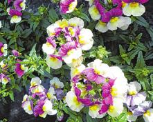 Die „Beerenschnute“ blüht in Vanillegelb und beerigem Violett Die „Beerenschnute“ blüht in Vanillegelb und beerigem Violett