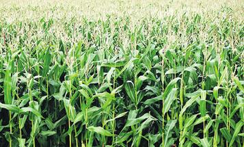 In den Maisfeldern des Uhlenhoffs wird es wieder ein Labyrinth geben In den Maisfeldern des Uhlenhoffs wird es wieder ein Labyrinth geben