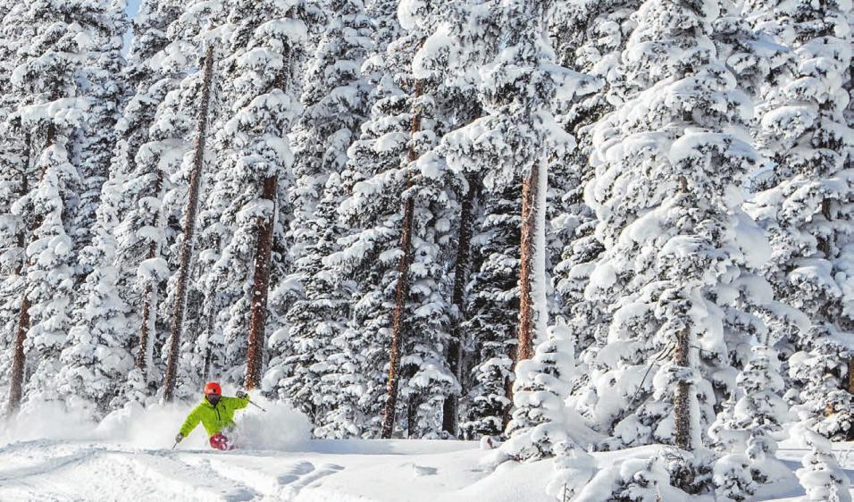 Ein Highlight im legendären Aspen: Tree-Skiing durch den Wald. FOTO: JESSE HOFFMAN Ein Highlight im legendären Aspen: Tree-Skiing durch den Wald. FOTO: JESSE HOFFMAN