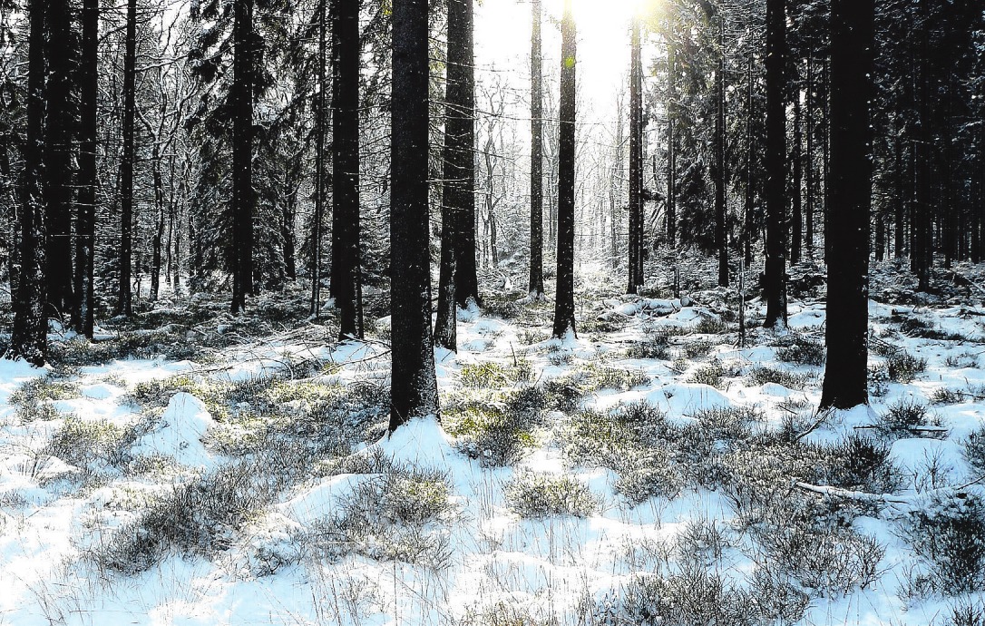 Wenn leichter Schneefall oder Frost das Wetter bestimmt, bilden die Forste in Norderstedt und Umgebung einen Zauberwald Foto: pixabay Wenn leichter Schneefall oder Frost das Wetter bestimmt, bilden die Forste in Norderstedt und Umgebung einen Zauberwald Foto: pixabay