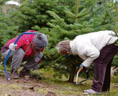 Weihnachtsbäume auf Hof Wentzien – auf Wunsch auch zum Selbersägen Foto: Wentzien Weihnachtsbäume auf Hof Wentzien – auf Wunsch auch zum Selbersägen Foto: Wentzien
