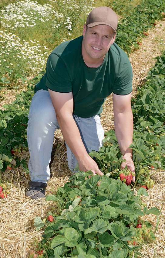 Auf den Erdbeerfeldern kann Tim Plüschau zeigen, warum die leckeren Früchte im Englischen Strawberries heißen. Eine Strohunterlage auf dem Feld schützt die köstlichen Erdbeeren vor Verschmutzung und Feuchtigkeit Fotos: Kuno Klein Auf den Erdbeerfeldern kann Tim Plüschau zeigen, warum die leckeren Früchte im Englischen Strawberries heißen. Eine Strohunterlage auf dem Feld schützt die köstlichen Erdbeeren vor Verschmutzung und Feuchtigkeit Fotos: Kuno Klein