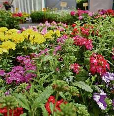 Gelbe Geranien und Fleißige Lieschen machen den Sommer schön Foto: Lippold Gelbe Geranien und Fleißige Lieschen machen den Sommer schön Foto: Lippold