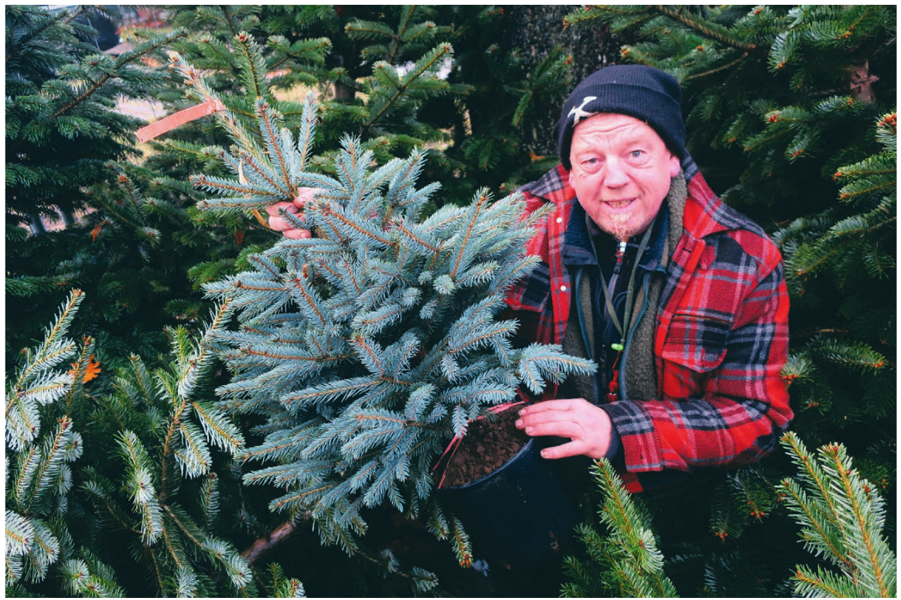 Soll die Tanne in den Garten gepflanzt werden, empfiehlt Holger Bublitz, auf einen genügend großen Topf zu achten und die Pflanze immer schön feucht zu halten Foto: Pöhlsen Soll die Tanne in den Garten gepflanzt werden, empfiehlt Holger Bublitz, auf einen genügend großen Topf zu achten und die Pflanze immer schön feucht zu halten Foto: Pöhlsen