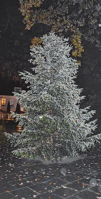 Mitten auf dem Bramfelder Dorfplatz steht jetzt eine knapp acht Meter hohe Tanne und erleuchtet den Stadtteil Mitten auf dem Bramfelder Dorfplatz steht jetzt eine knapp acht Meter hohe Tanne und erleuchtet den Stadtteil