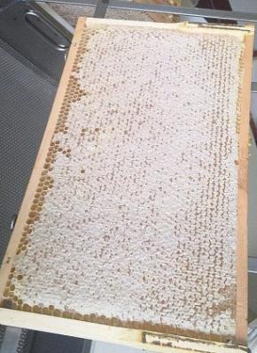 So sehen die verdeckelten Waben aus So sehen die verdeckelten Waben aus