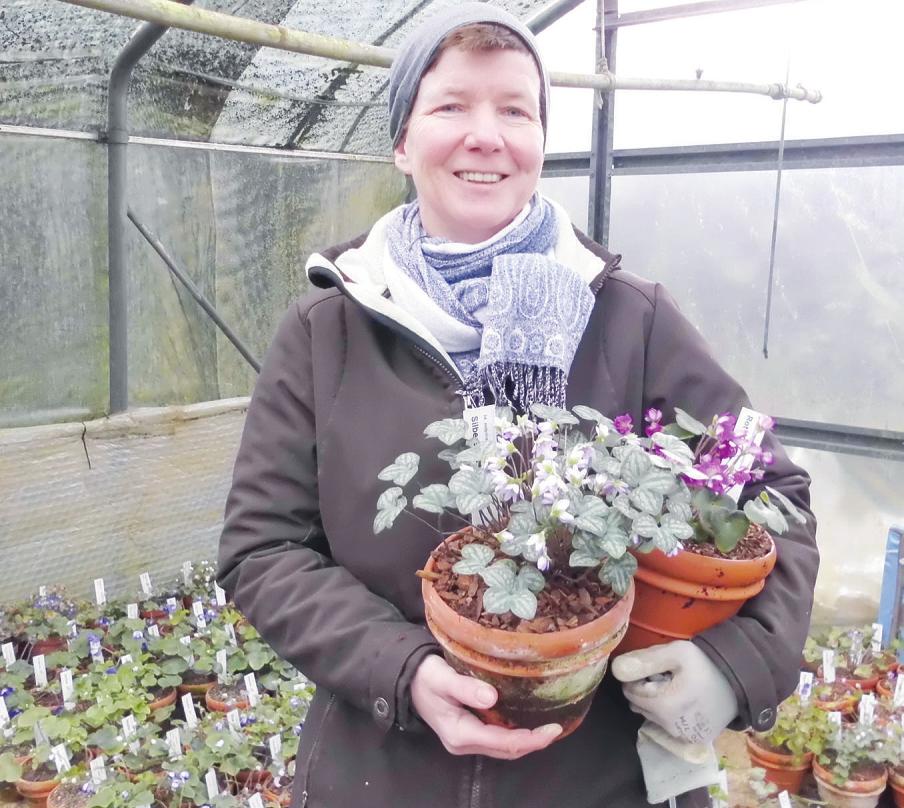 Leberblümchen sind ganz besondere Frühlingsblüher, die es in enormer Vielfalt gibt. Susanne Peters hat in ihrer alpinen Staudengärtnerei in Uetersen etwa 1000 Sorten Foto: Skibbe Leberblümchen sind ganz besondere Frühlingsblüher, die es in enormer Vielfalt gibt. Susanne Peters hat in ihrer alpinen Staudengärtnerei in Uetersen etwa 1000 Sorten Foto: Skibbe
