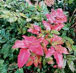 Unser farbenprächtiger Garten im HERBST Image 2 Unser farbenprächtiger Garten im HERBST Image 2