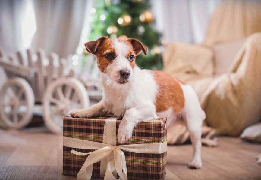 Als Familienmitglied bekommen selbstverständlich auch die vierbeinigen Lieblinge ein Geschenk zu Weihnachten Foto djd/Agila/annaav - stock.adobe.com Als Familienmitglied bekommen selbstverständlich auch die vierbeinigen Lieblinge ein Geschenk zu Weihnachten Foto djd/Agila/annaav - stock.adobe.com