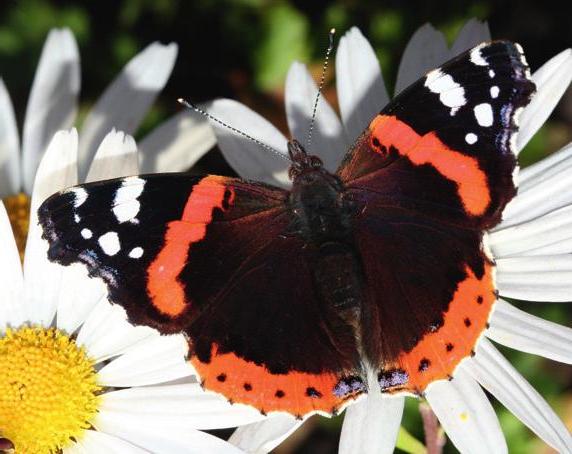 Der Admiral kommt jedes Jahr über die Alpen Der Admiral kommt jedes Jahr über die Alpen