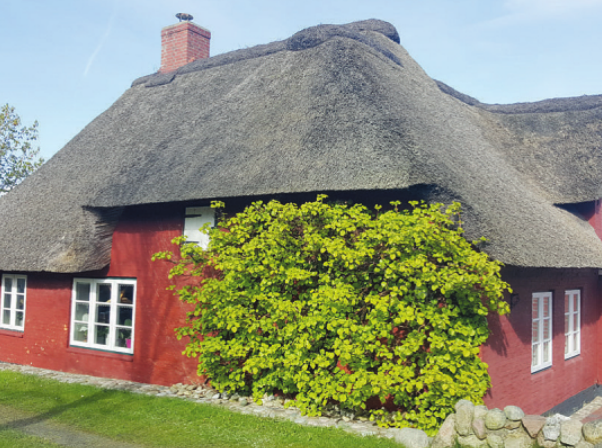 Bei intaktem Fassadenputz treten durch Kletterhortensien keine Beschädigungen am Mauerwerk auf Foto: BGL Bei intaktem Fassadenputz treten durch Kletterhortensien keine Beschädigungen am Mauerwerk auf Foto: BGL