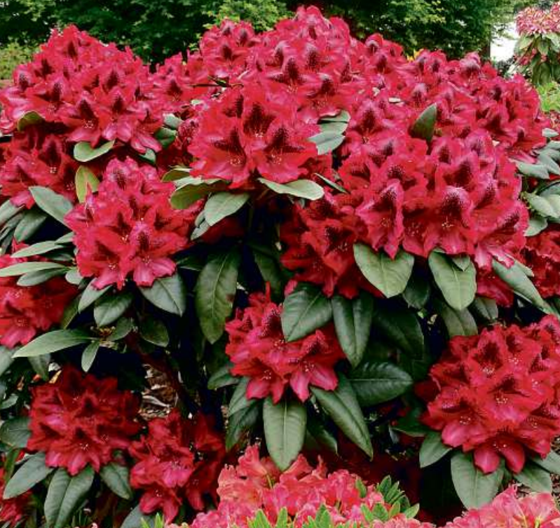 Ihren richtige Name erhält die Rhododendronzüchtung von John Langley am Sonnabend, 7. Mai. Ihren richtige Name erhält die Rhododendronzüchtung von John Langley am Sonnabend, 7. Mai.