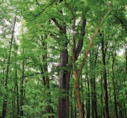 Die Vielfalt macht das Niendorfer Gehege aus Image 10 Die Vielfalt macht das Niendorfer Gehege aus Image 10