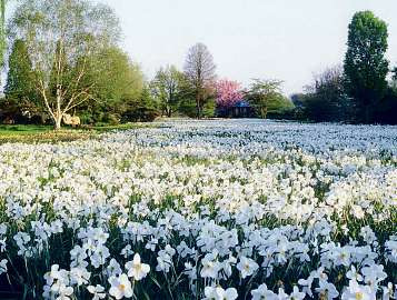 Die Narzissen-Wiese im Ellerhooper Arboretum bietet einen prachtvollen Anblick Foto: Arboretum Die Narzissen-Wiese im Ellerhooper Arboretum bietet einen prachtvollen Anblick Foto: Arboretum