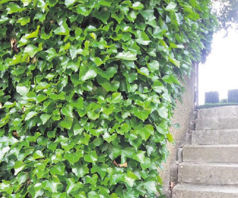 Mauern im Garten lassen sich mit Efeu einfach und dauerhaft begrünen Foto: BGL Mauern im Garten lassen sich mit Efeu einfach und dauerhaft begrünen Foto: BGL